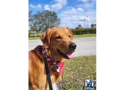 a golden retriever dog with a leash